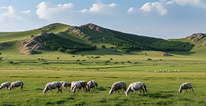 張北中(zhong)都草(cǎo)原-野狐嶺-桦皮嶺3日(ri)遊